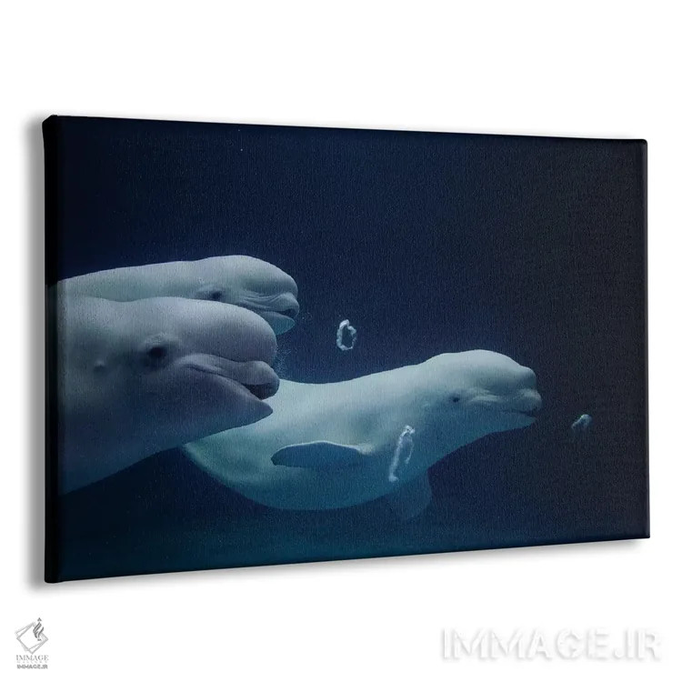 تابلو دکوراتیو Play Behavior, Vulnerable, Shimane Aquarium, Japan II,سه… اثر هیرویا مینکوچی - نمای پرسپکتیو محصول