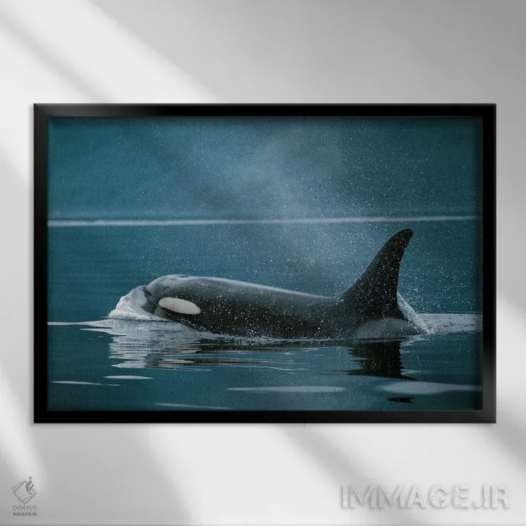 تابلو دکوراتیو Johnstone Strait, British Colombia, Canada,نهنگ قاتل، تن… اثر هیرویا مینکوچی - نمای قابدار مشکی