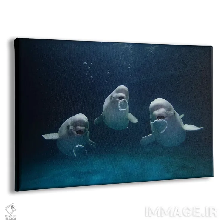 تابلو دکوراتیو Play Behavior, Vulnerable, Shimane Aquarium, Japan I,سه… اثر هیرویا مینکوچی - نمای پرسپکتیو محصول