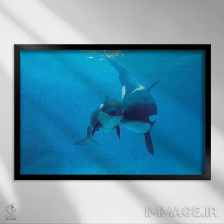 تابلو دکوراتیو Sea World, Kamogawa, Japan,نهنگ قاتل مادر و نوزاد، سی ور… اثر هیرویا مینکوچی - نمای قابدار مشکی