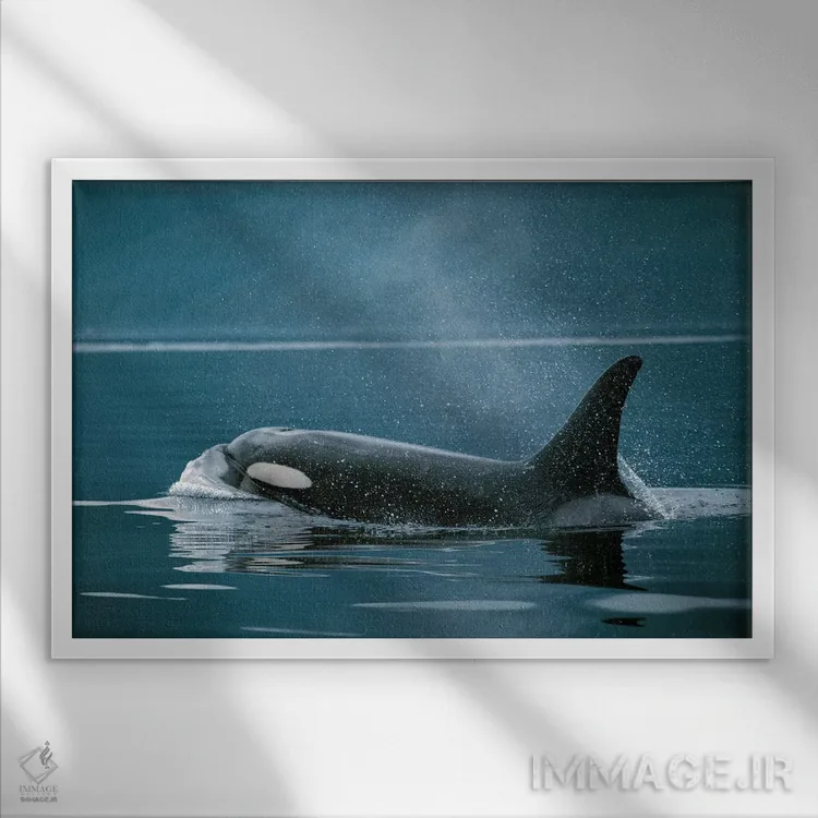 تابلو دکوراتیو Johnstone Strait, British Colombia, Canada,نهنگ قاتل، تن… اثر هیرویا مینکوچی - نمای قابدار سفید