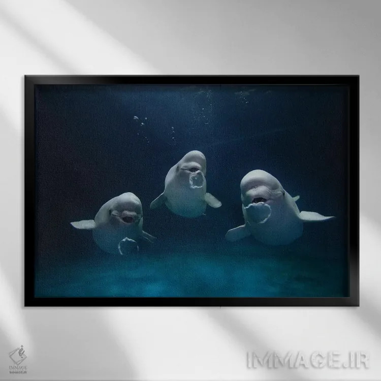 تابلو دکوراتیو Play Behavior, Vulnerable, Shimane Aquarium, Japan I,سه… اثر هیرویا مینکوچی - نمای قابدار مشکی