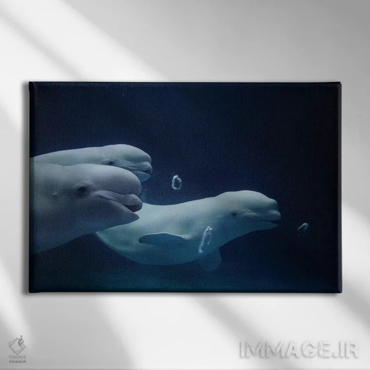 تابلو دکوراتیو Play Behavior, Vulnerable, Shimane Aquarium, Japan II,سه… اثر هیرویا مینکوچی - نمای روبهرو روی دیوار