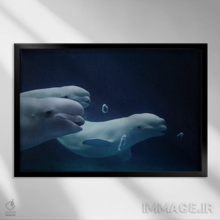 تابلو دکوراتیو Play Behavior, Vulnerable, Shimane Aquarium, Japan II,سه… اثر هیرویا مینکوچی - نمای قابدار مشکی