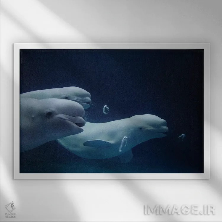 تابلو دکوراتیو Play Behavior, Vulnerable, Shimane Aquarium, Japan II,سه… اثر هیرویا مینکوچی - نمای قابدار سفید