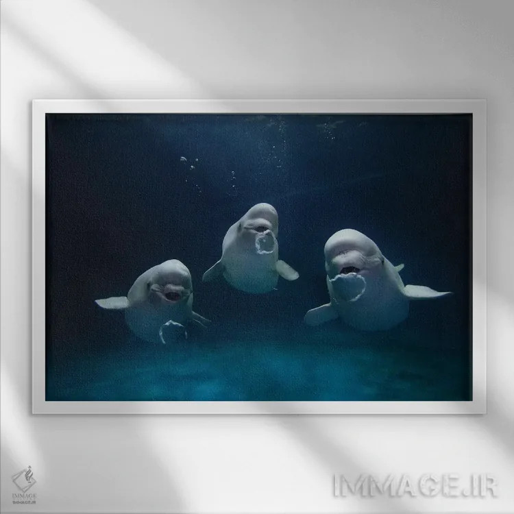 تابلو دکوراتیو Play Behavior, Vulnerable, Shimane Aquarium, Japan I,سه… اثر هیرویا مینکوچی - نمای قابدار سفید