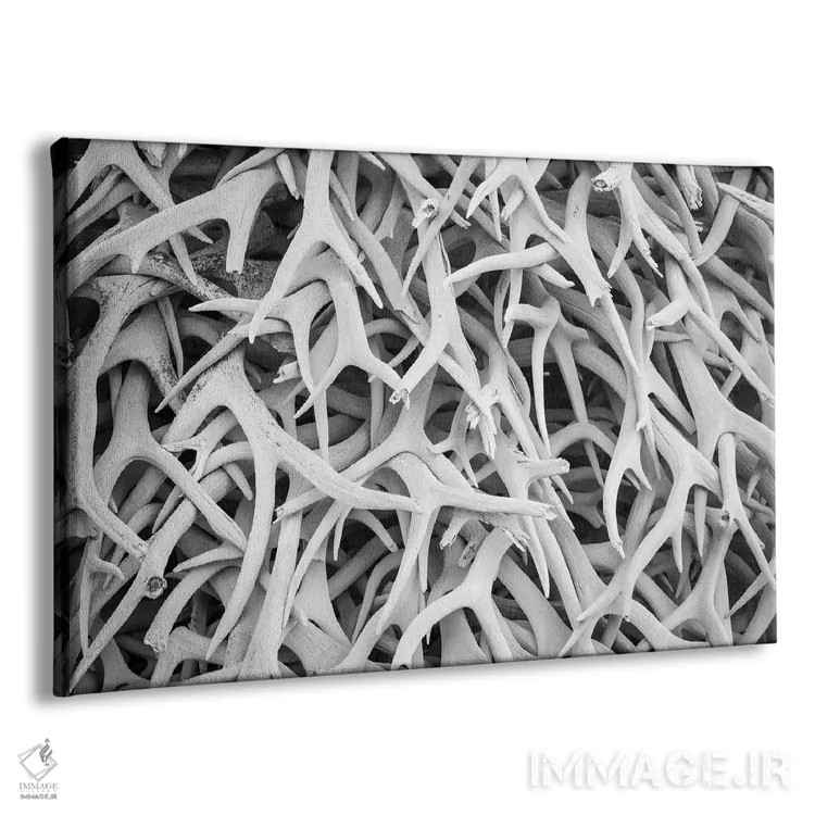 تابلو دکوراتیو Montana. National Bison Range, Deer Antlers,آمریکا، مونتانا… اثر هولیس لونی - نمای پرسپکتیو محصول