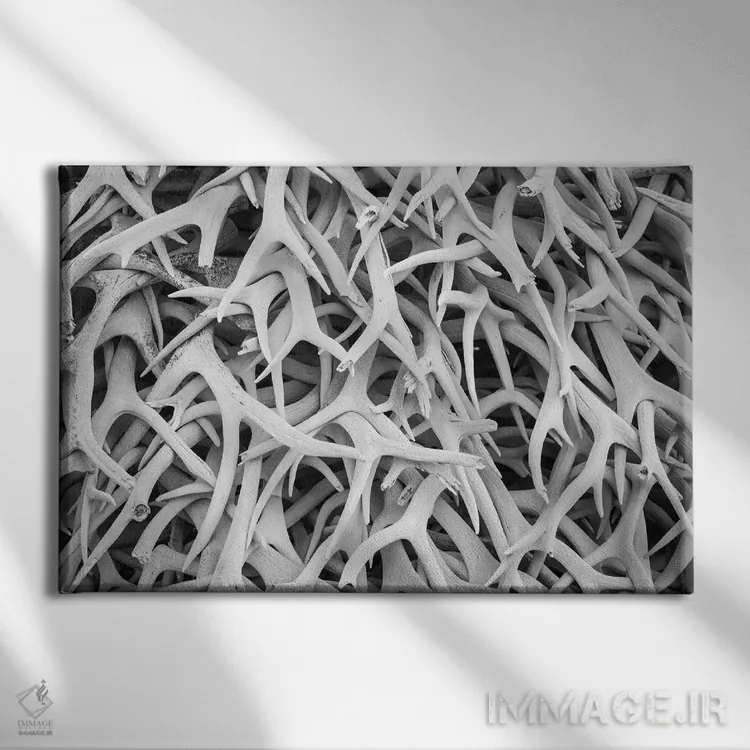 تابلو دکوراتیو Montana. National Bison Range, Deer Antlers,آمریکا، مونتانا… اثر هولیس لونی - نمای روبهرو روی دیوار