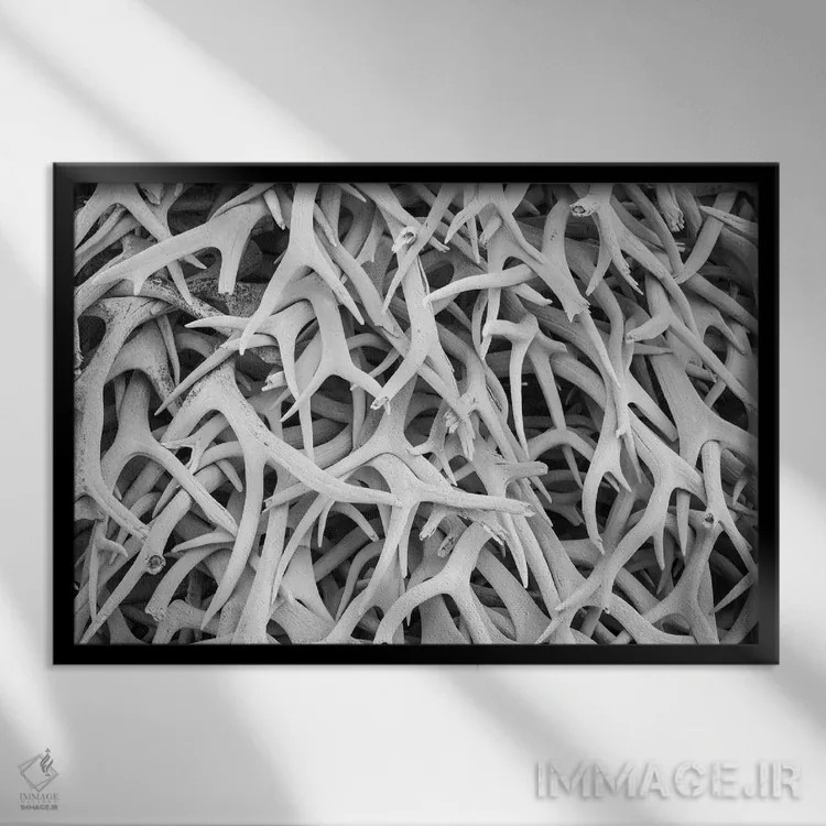 تابلو دکوراتیو Montana. National Bison Range, Deer Antlers,آمریکا، مونتانا… اثر هولیس لونی - نمای قابدار مشکی