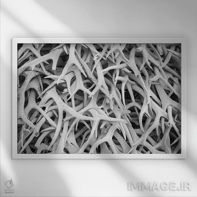 تابلو دکوراتیو Montana. National Bison Range, Deer Antlers,آمریکا، مونتانا… اثر هولیس لونی - نمای قابدار سفید