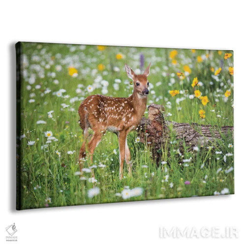 تابلو دکوراتیو USA, Minnesota, Sandstone,گوزن کوچک در میان گل های وحشی، مین… اثر هولیس لونی - نمای پرسپکتیو محصول