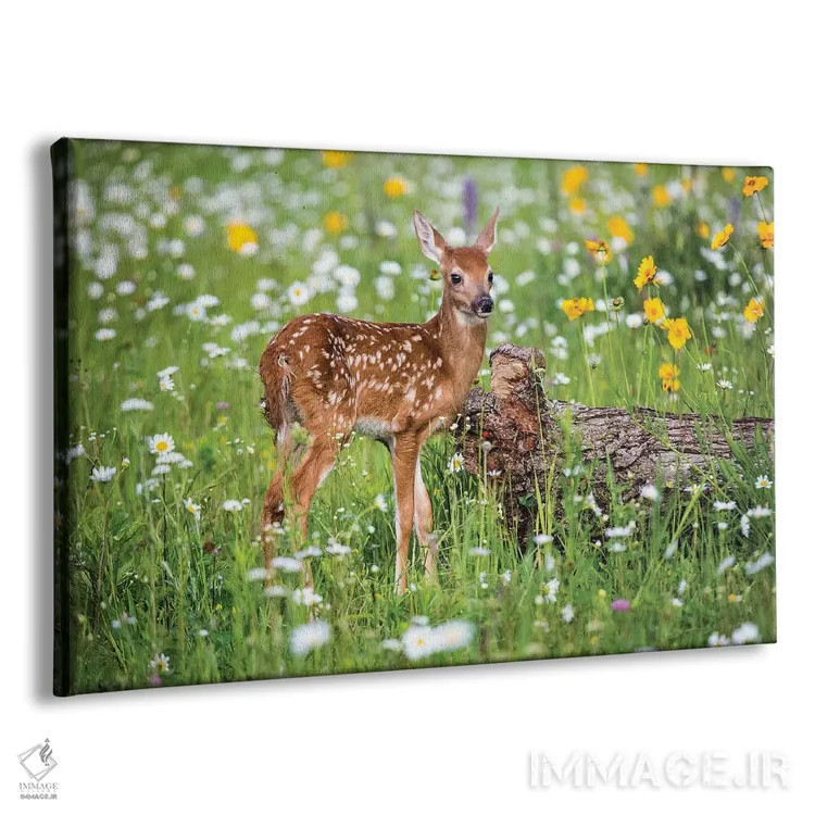 تابلو دکوراتیو USA, Minnesota, Sandstone,گوزن کوچک در میان گل های وحشی، مین… اثر هولیس لونی - نمای پرسپکتیو محصول