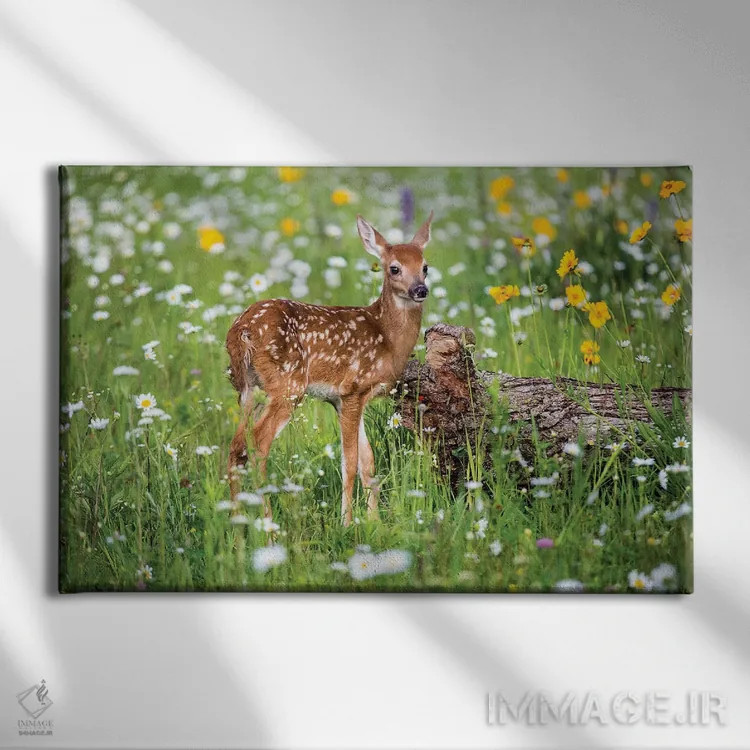 تابلو دکوراتیو USA, Minnesota, Sandstone,گوزن کوچک در میان گل های وحشی، مین… اثر هولیس لونی - نمای روبهرو روی دیوار