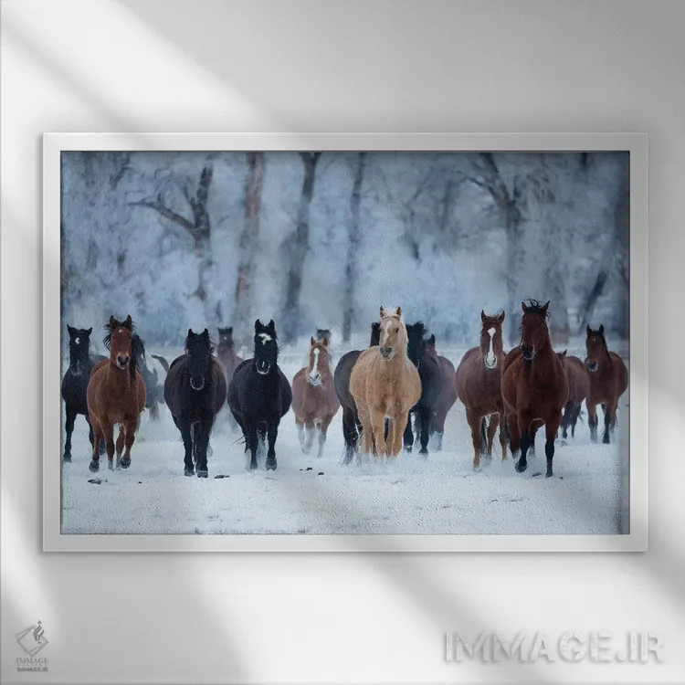 تابلو دکوراتیو Wyoming, Shell, Horses in the Cold,آمریکا، وایومینگ، شل، اسب… اثر هولیس لونی - نمای قابدار سفید