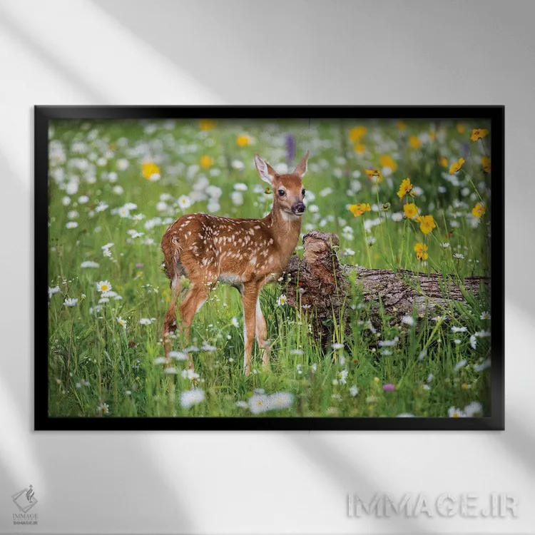 تابلو دکوراتیو USA, Minnesota, Sandstone,گوزن کوچک در میان گل های وحشی، مین… اثر هولیس لونی - نمای قابدار مشکی