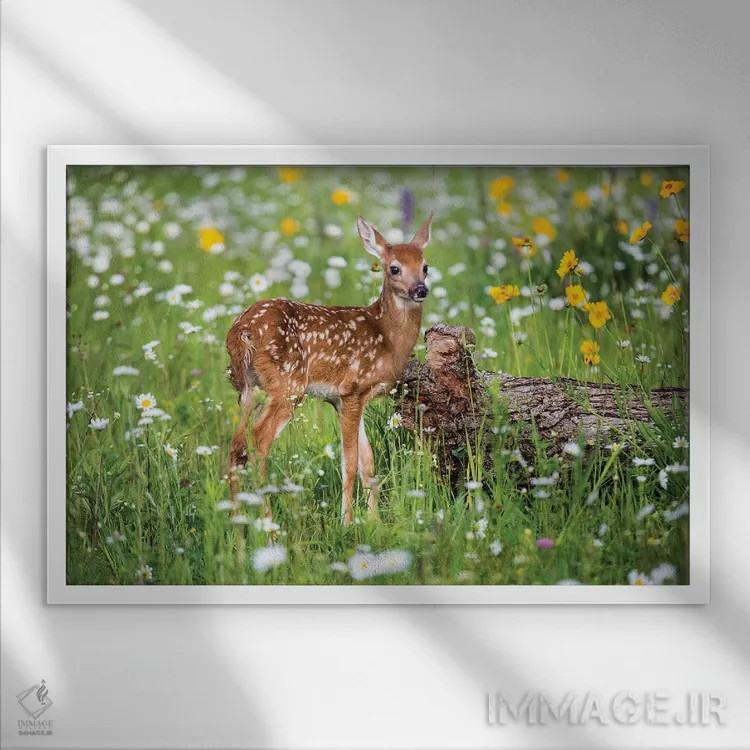 تابلو دکوراتیو USA, Minnesota, Sandstone,گوزن کوچک در میان گل های وحشی، مین… اثر هولیس لونی - نمای قابدار سفید