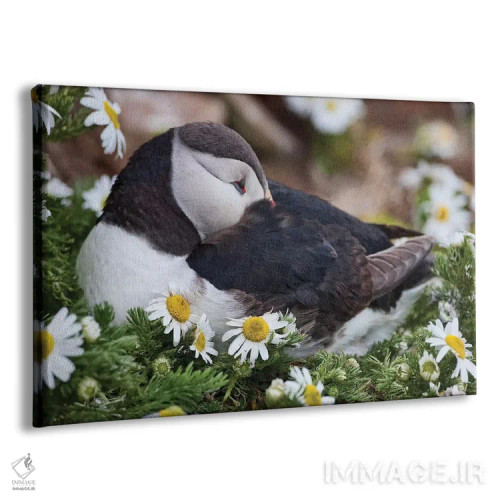تابلو دکوراتیو Breidavik, Puffin Nesting Among the Daisies,ایسلند، بریدویک… اثر هولیس لونی - نمای پرسپکتیو محصول