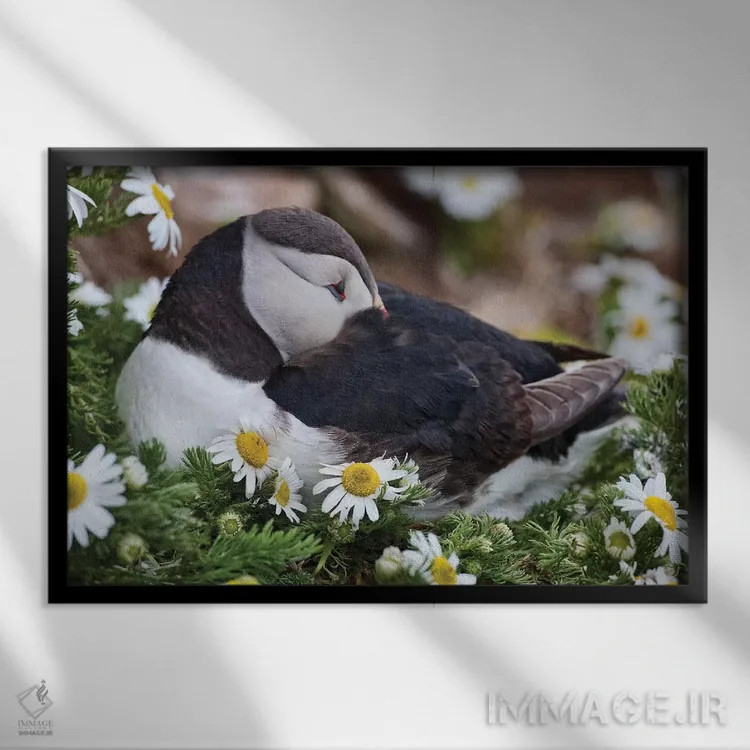 تابلو دکوراتیو Breidavik, Puffin Nesting Among the Daisies,ایسلند، بریدویک… اثر هولیس لونی - نمای قابدار مشکی