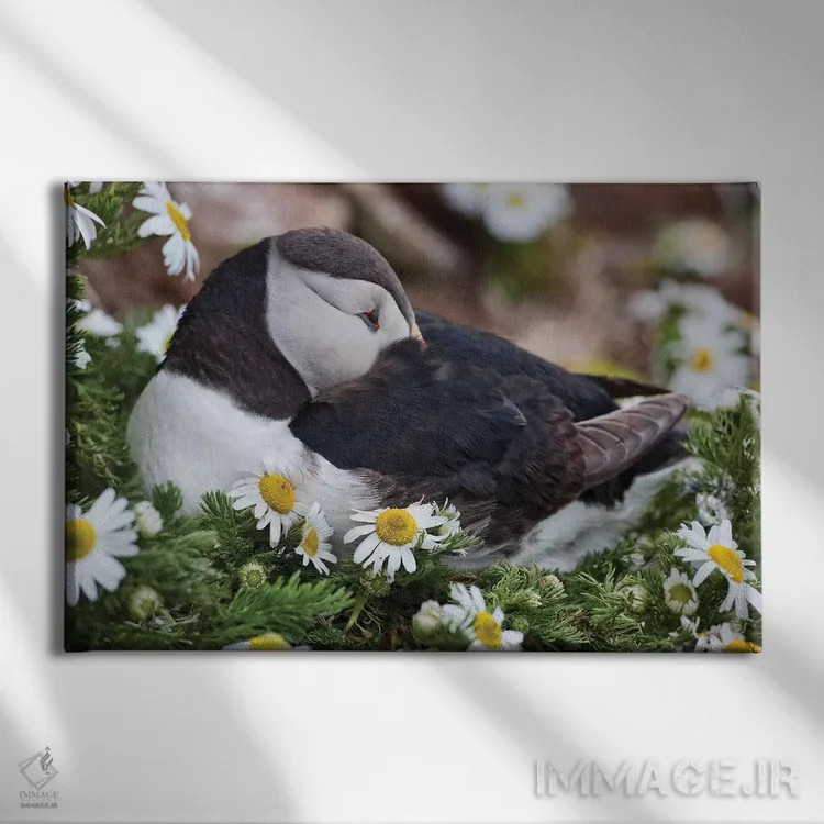 تابلو دکوراتیو Breidavik, Puffin Nesting Among the Daisies,ایسلند، بریدویک… اثر هولیس لونی - نمای روبهرو روی دیوار