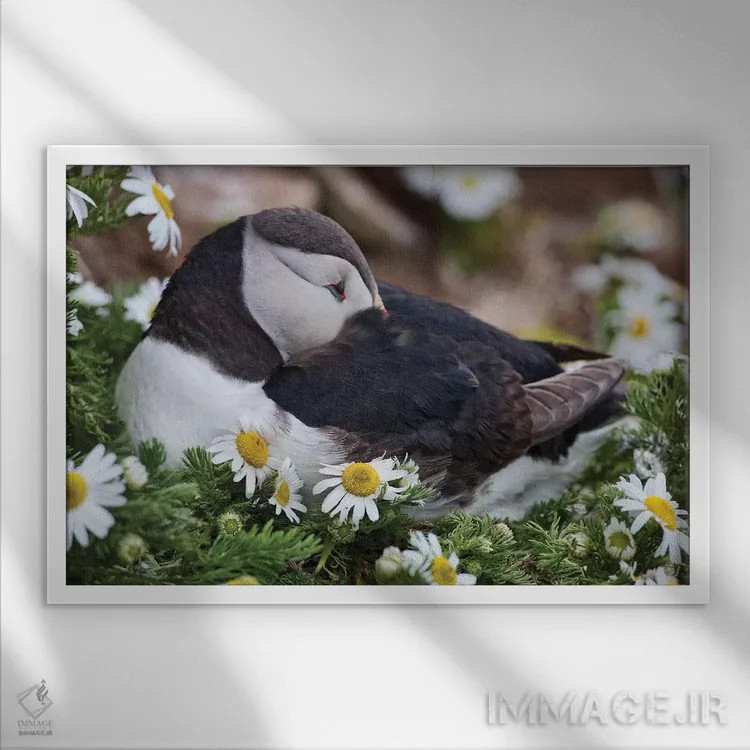تابلو دکوراتیو Breidavik, Puffin Nesting Among the Daisies,ایسلند، بریدویک… اثر هولیس لونی - نمای قابدار سفید