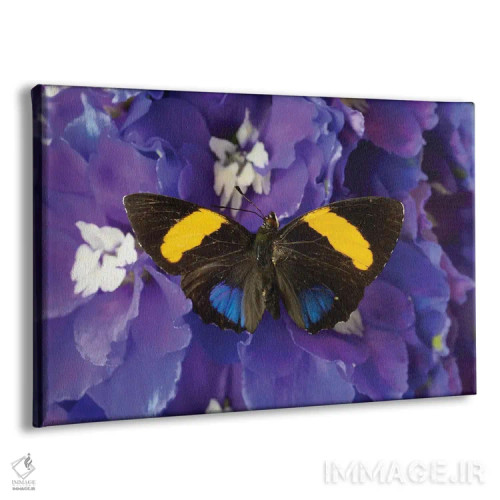 تابلو دکوراتیو Washington State, Issaquah. Butterfly On Flowers,آمریکا، ایا… اثر هولیس لونی - نمای پرسپکتیو محصول