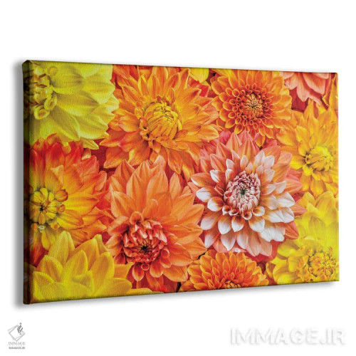 تابلو دکوراتیو Washington State, Issaquah. Dahlias On Display,آمریکا، ایالت… اثر هولیس لونی - نمای پرسپکتیو محصول