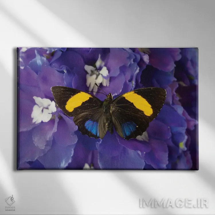 تابلو دکوراتیو Washington State, Issaquah. Butterfly On Flowers,آمریکا، ایا… اثر هولیس لونی - نمای روبهرو روی دیوار