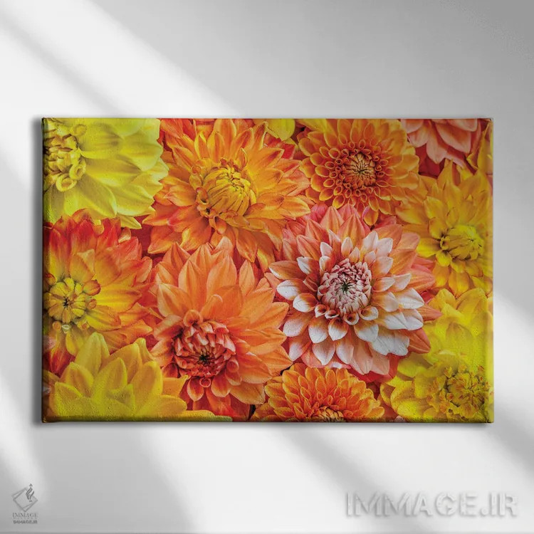 تابلو دکوراتیو Washington State, Issaquah. Dahlias On Display,آمریکا، ایالت… اثر هولیس لونی - نمای روبهرو روی دیوار