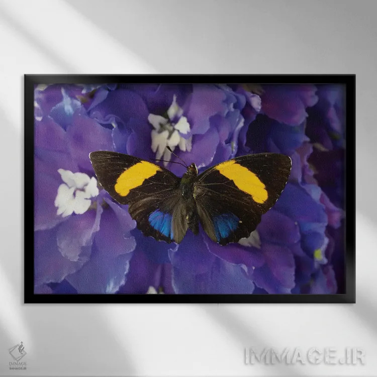 تابلو دکوراتیو Washington State, Issaquah. Butterfly On Flowers,آمریکا، ایا… اثر هولیس لونی - نمای قابدار مشکی