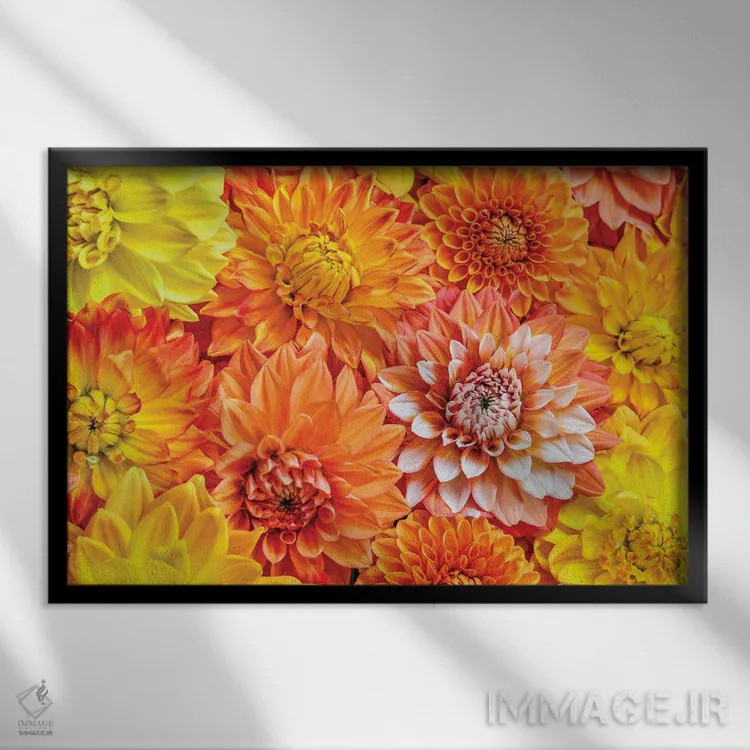 تابلو دکوراتیو Washington State, Issaquah. Dahlias On Display,آمریکا، ایالت… اثر هولیس لونی - نمای قابدار مشکی