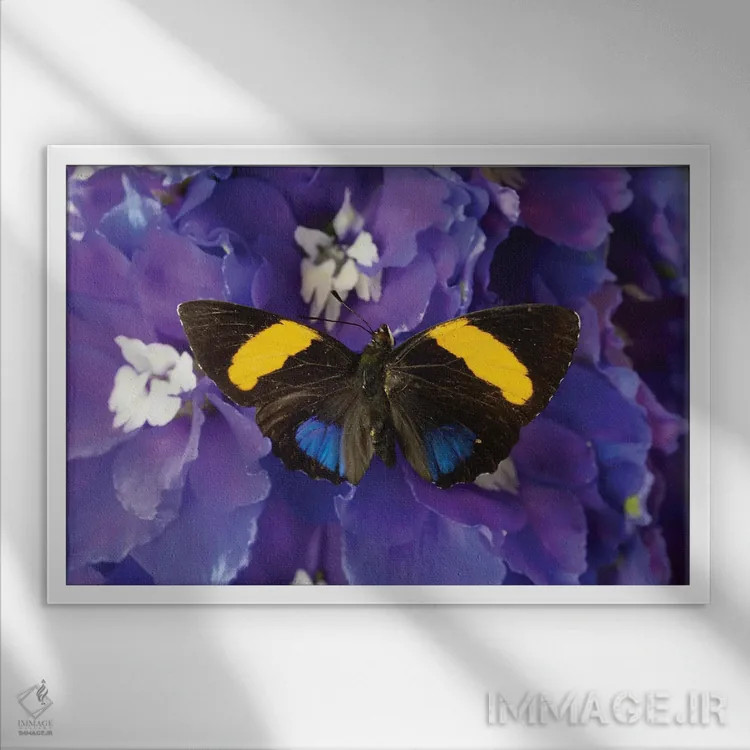 تابلو دکوراتیو Washington State, Issaquah. Butterfly On Flowers,آمریکا، ایا… اثر هولیس لونی - نمای قابدار سفید