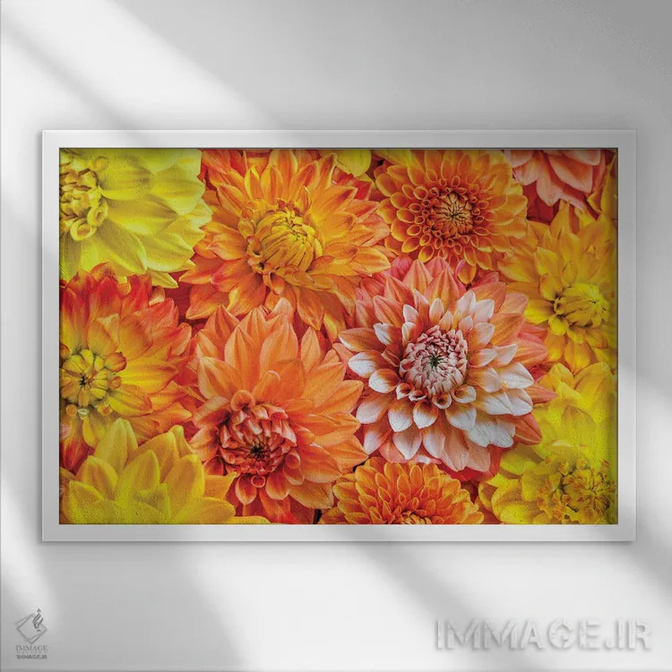 تابلو دکوراتیو Washington State, Issaquah. Dahlias On Display,آمریکا، ایالت… اثر هولیس لونی - نمای قابدار سفید