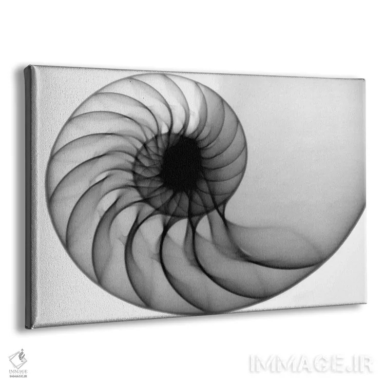 تابلو دکوراتیو ناتیلوس اثر هونگ فام - نمای پرسپکتیو محصول