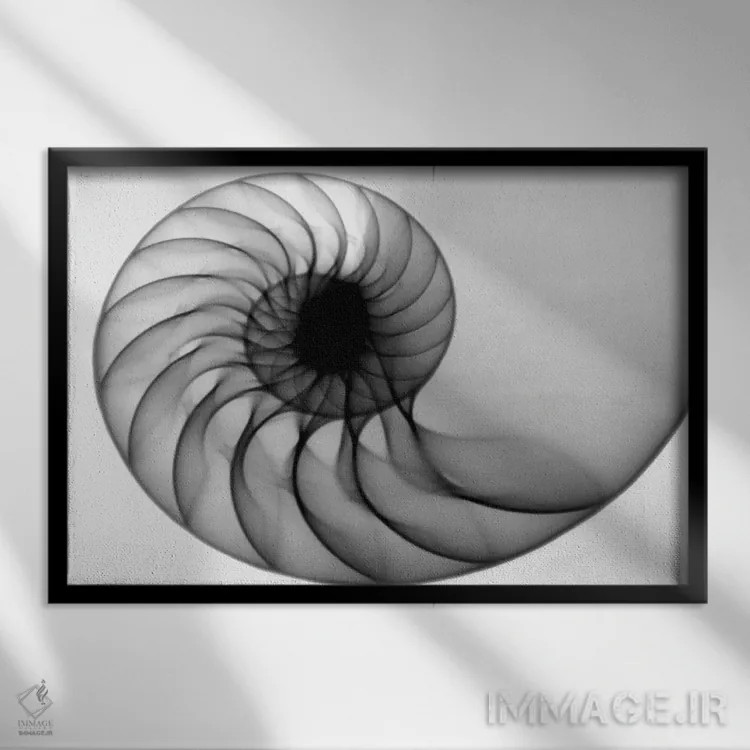 تابلو دکوراتیو ناتیلوس اثر هونگ فام - نمای قابدار مشکی