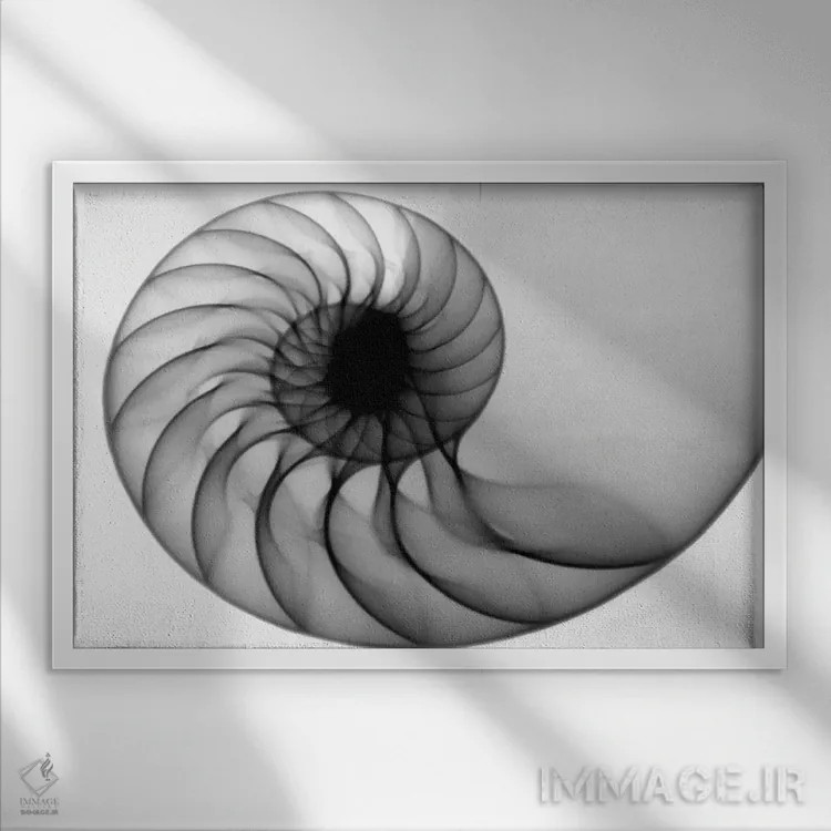 تابلو دکوراتیو ناتیلوس اثر هونگ فام - نمای قابدار سفید