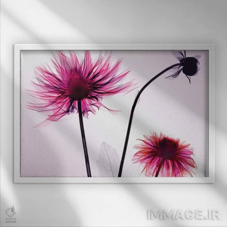 تابلو دکوراتیو سه گل کوکب اثر هونگ فام - نمای قابدار سفید