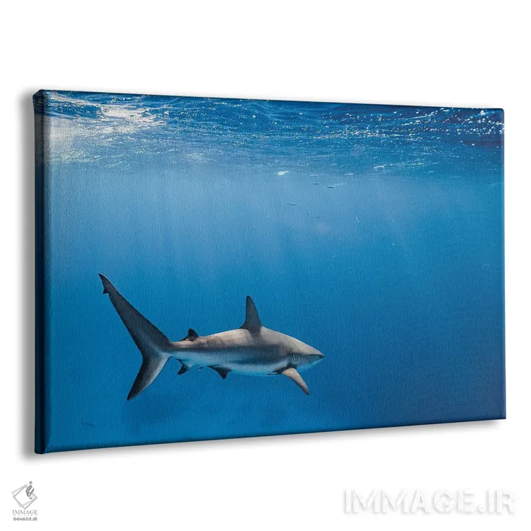 تابلو مینیمال کوسه صخره ای کارائیب اثر هانا پریویت - نمای پرسپکتیو محصول