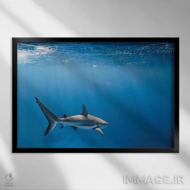 تابلو مینیمال کوسه صخره ای کارائیب اثر هانا پریویت - نمای قابدار مشکی