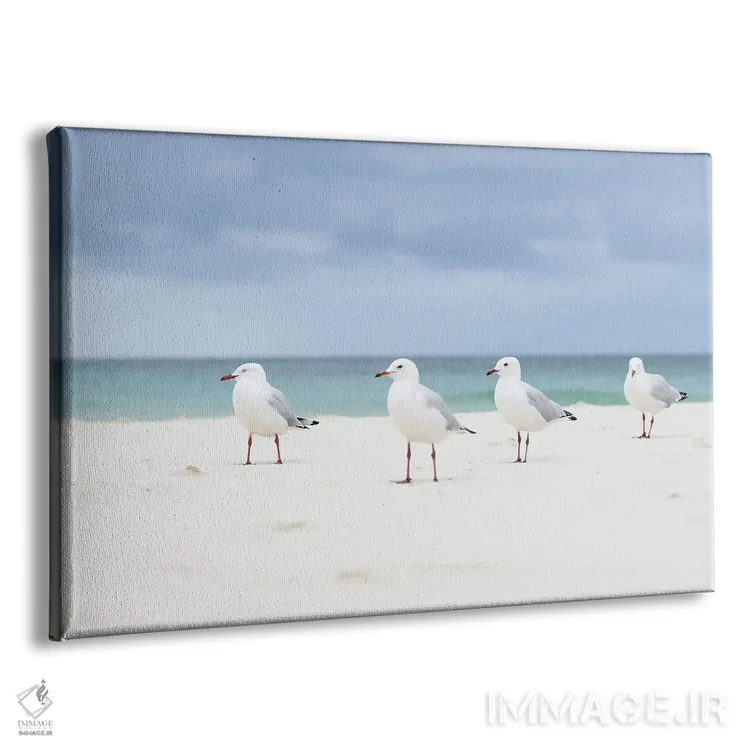 تابلو مینیمال مرغان دریایی جزیره مورتون اثر هانا پریویت - نمای پرسپکتیو محصول
