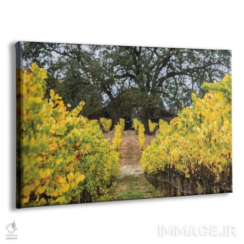 تابلو دکوراتیو تاکستان پاییزی اثر هدر رابرسون - نمای پرسپکتیو محصول