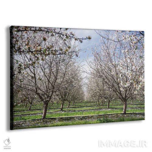 تابلو دکوراتیو باغ بادام اثر هدر رابرسون - نمای پرسپکتیو محصول