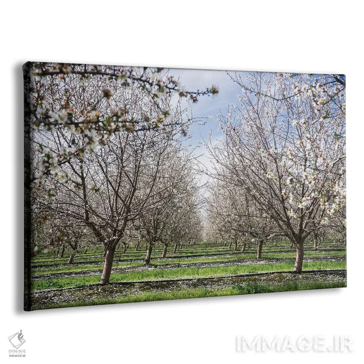 تابلو دکوراتیو باغ بادام اثر هدر رابرسون - نمای پرسپکتیو محصول