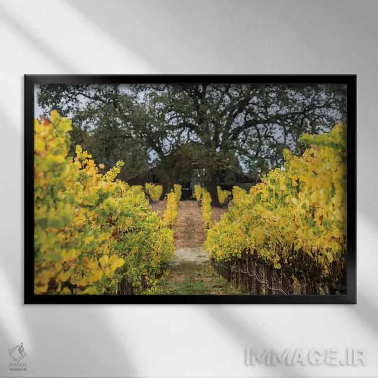 تابلو دکوراتیو تاکستان پاییزی اثر هدر رابرسون - نمای قابدار مشکی