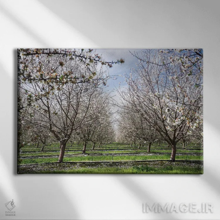 تابلو دکوراتیو باغ بادام اثر هدر رابرسون - نمای روبهرو روی دیوار