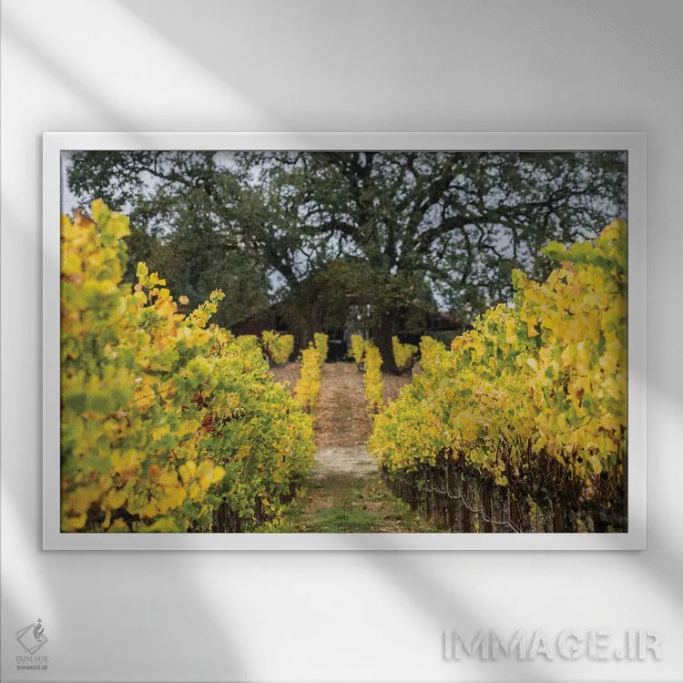 تابلو دکوراتیو تاکستان پاییزی اثر هدر رابرسون - نمای قابدار سفید