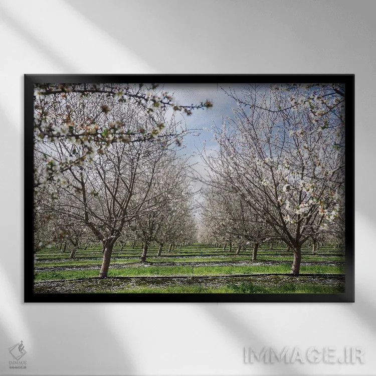 تابلو دکوراتیو باغ بادام اثر هدر رابرسون - نمای قابدار مشکی
