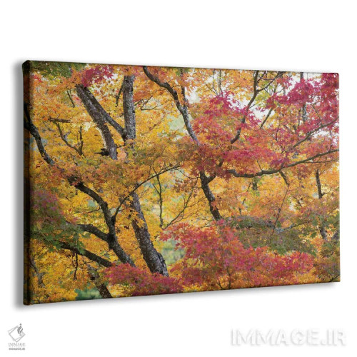 تابلو دکوراتیو درختان افرا در رنگ های پاییزی آخر فصل اثر هدر رابرسون - نمای پرسپکتیو محصول
