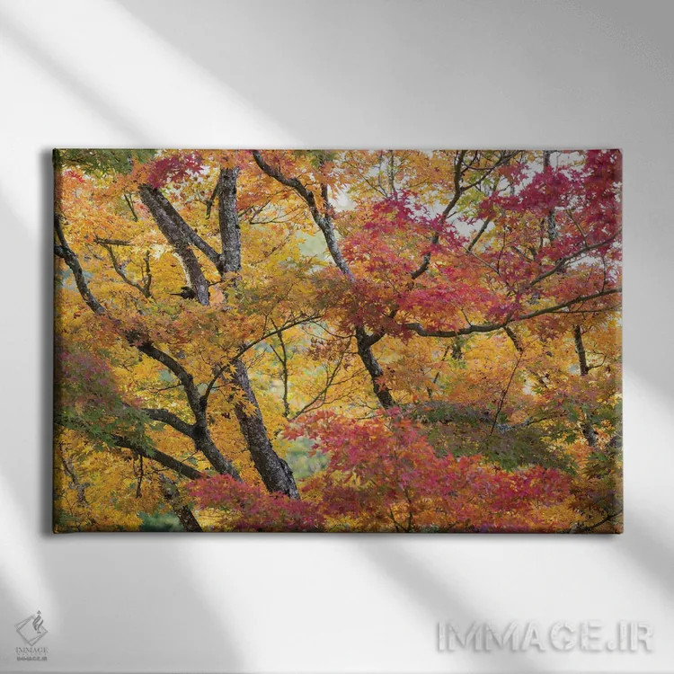 تابلو دکوراتیو درختان افرا در رنگ های پاییزی آخر فصل اثر هدر رابرسون - نمای روبهرو روی دیوار
