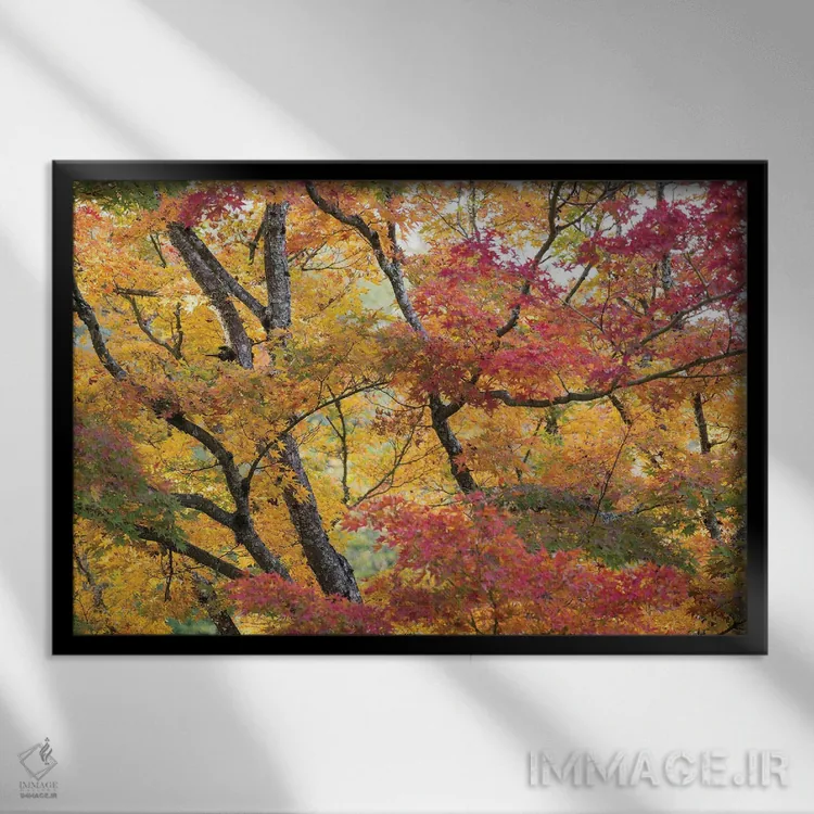 تابلو دکوراتیو درختان افرا در رنگ های پاییزی آخر فصل اثر هدر رابرسون - نمای قابدار مشکی