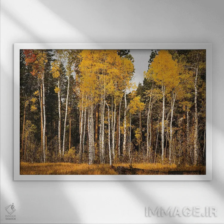 تابلو دکوراتیو درخشندگی سپیدار اثر هدر رابرسون - نمای قابدار سفید